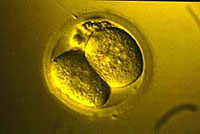 Первые утки после зачатия. Начинаетя деление оплодотворенной яйцеклетки (зиготы)